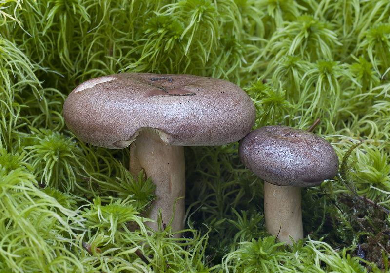 Lactarius trivialis